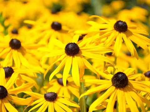 Rudbekia w ogrodzie