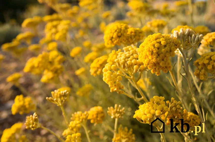 Helichrysum włoskie dobrze znosi suszę i wymaga słonecznego stanowiska Żółte kocanki