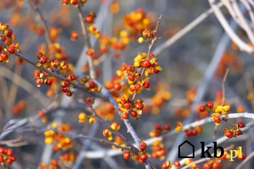 Owoce dławisza okrągłolistnego