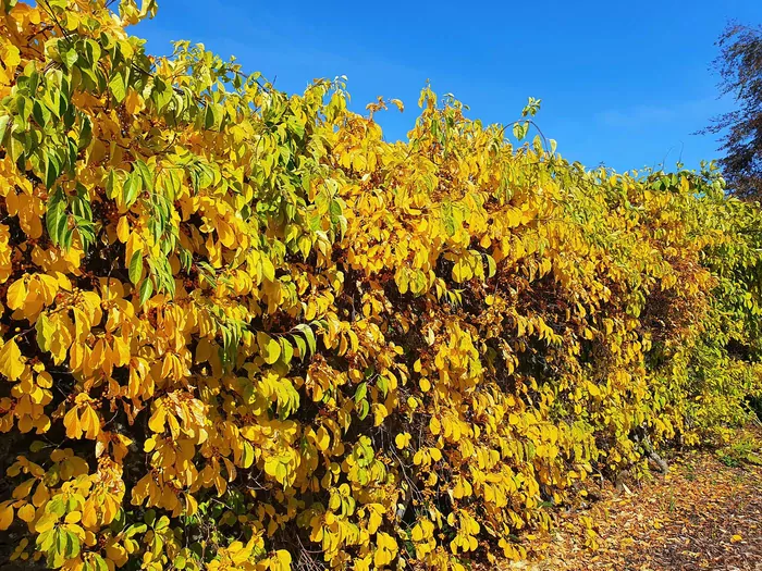 Dławisz okrągłolistny zabroniony w ogrodzie