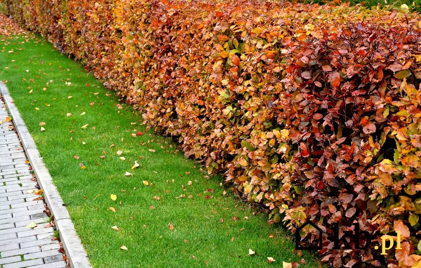 Buk purpurowy tworzy gęsty żywopłot, który zachowuje dekoracyjny wygląd przez cały rok Czerwony żywopłot w ogrodzie