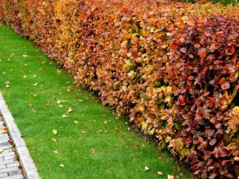 Żywopłot z grabu o czerwonych liściach