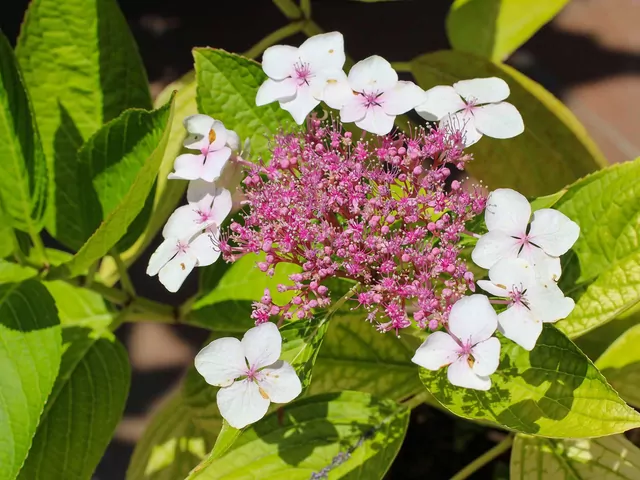 Hortensja kosmata do ogrodu