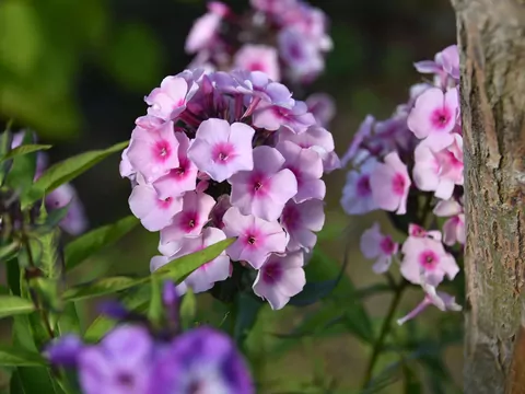 Floksy kwitną do października