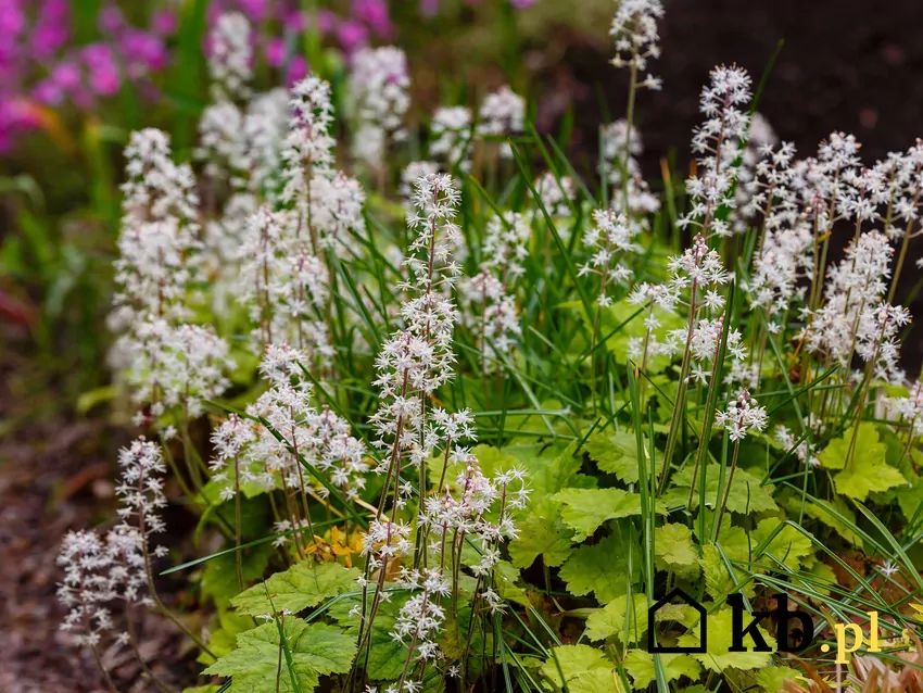Tiarella jest niezwykle odporna, jej piękne kwiaty utrzymują się mimo chłodu czy braku wody Tiarella w ogrodzie