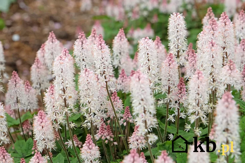 Tiarella najlepiej rośnie w półcieniu lub cieniu i nie znosi ostrego słońca Kwiaty tiarelli o lekko różowym kolorze