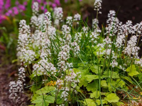 Tiarella w ogordzie