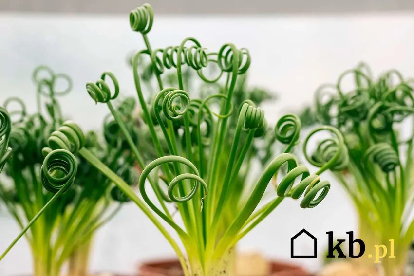 Albuca w doniczce