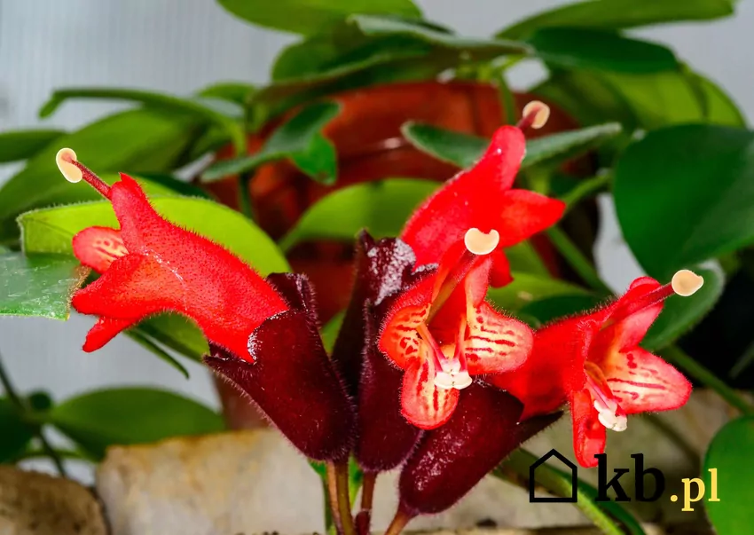 Czerwone kwiaty eszynantusa