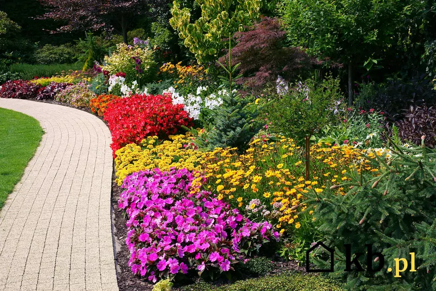 Kwiaty cebulowe sprawiają, że ścieżka ładnie wygląda już wczesną wiosną Kwiaty przy kostce brukowej