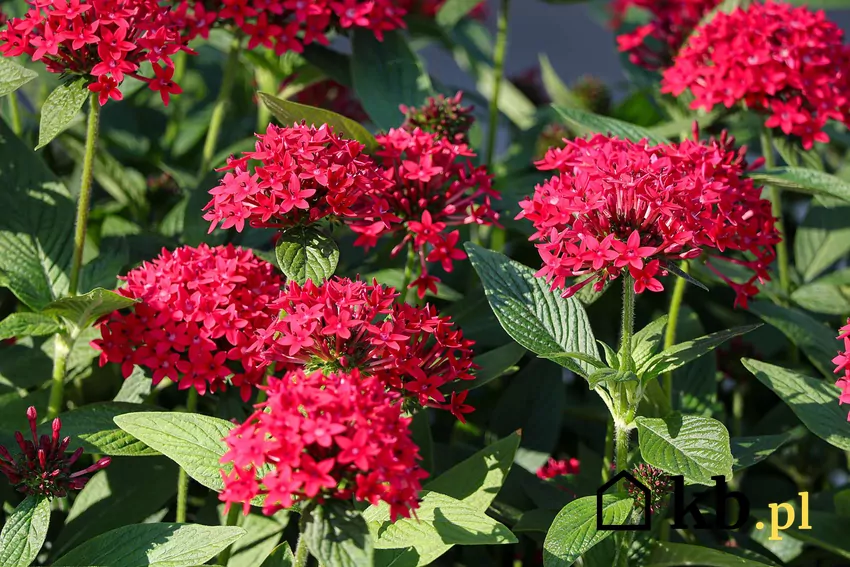 Piętak lancetowaty o czerwonych kwiatach