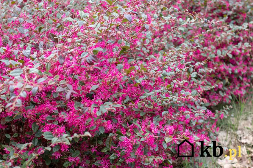 Loropetalum o różowych kwiatach