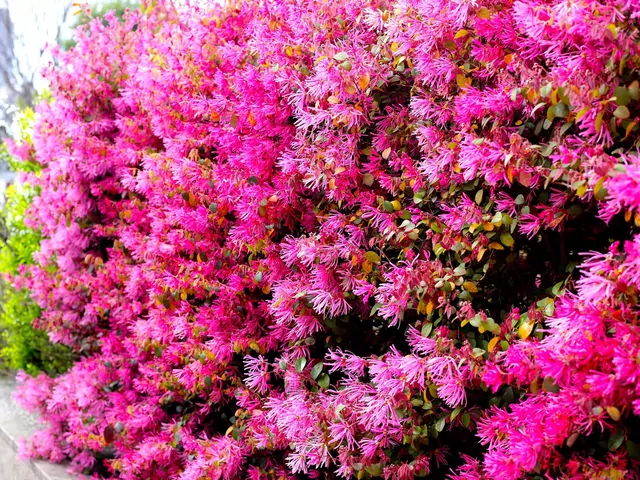 Loropetalum chińskie na żywopłot