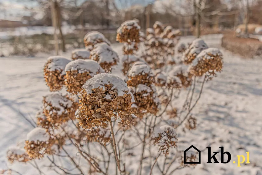 Suche hortensje zimą pod śniegiem