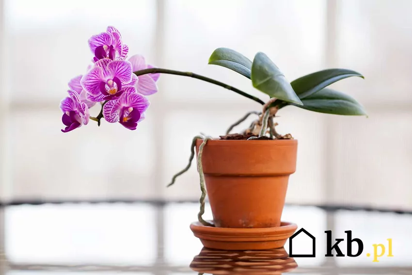 Storczyk w doniczce na stole