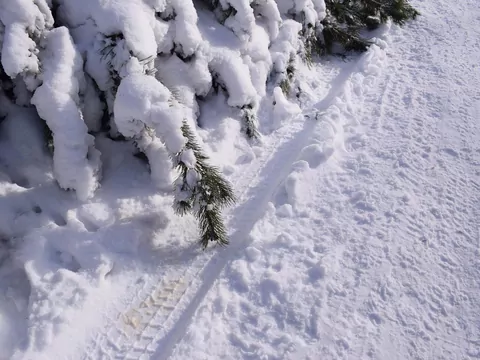Jesienne nawożenie iglaków