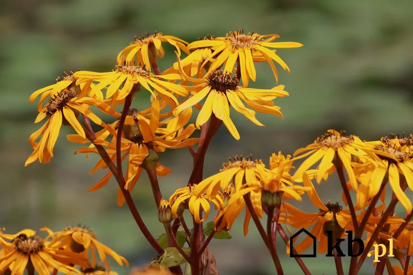 języczka pomarańczowa