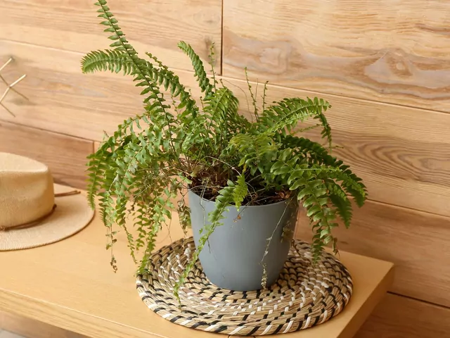 Pluskwy w roślinach doniczkowych