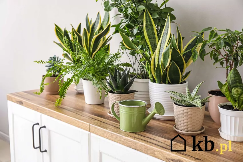 Rośliny doniczkowe na półkach