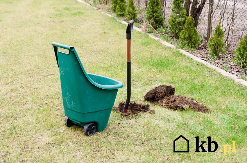 Kopanie dołu pod drzewko owocowe