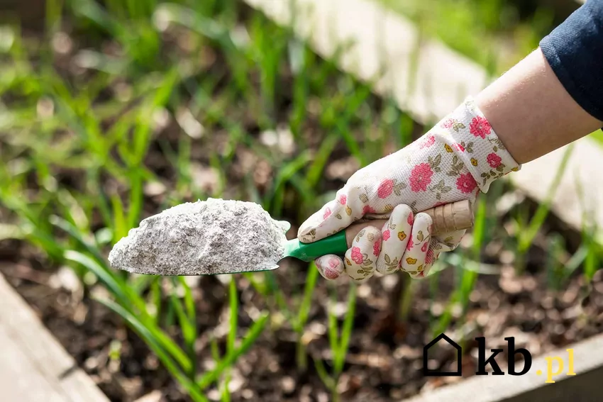 Popiół zawiera wapń, potas i fosfor, dzięki czemu świetnie sprawdza się jako nawóz Nawożenie roślin popiołem w ogrodzie