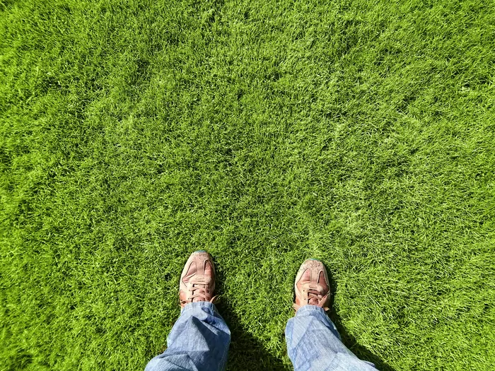 Popiół drzewny na trawnik