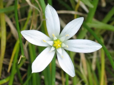 Śniedek baldaszkowaty w ogrodzie