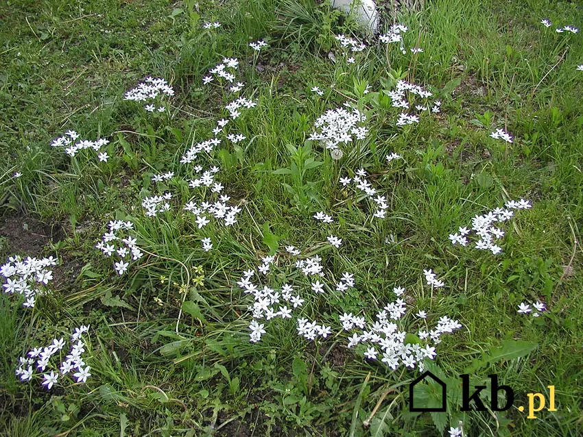 Białe gwiazdki na trawniku - piękny widok! śniedek baldaszkowaty