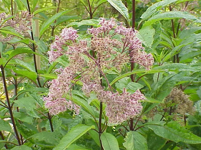sadziec purpurowy