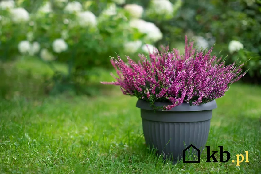 Wrzosy najlepiej rosną w słonecznych miejscach z kwaśnym, przepuszczalnym podłożem. wrzosy w szarej donicy