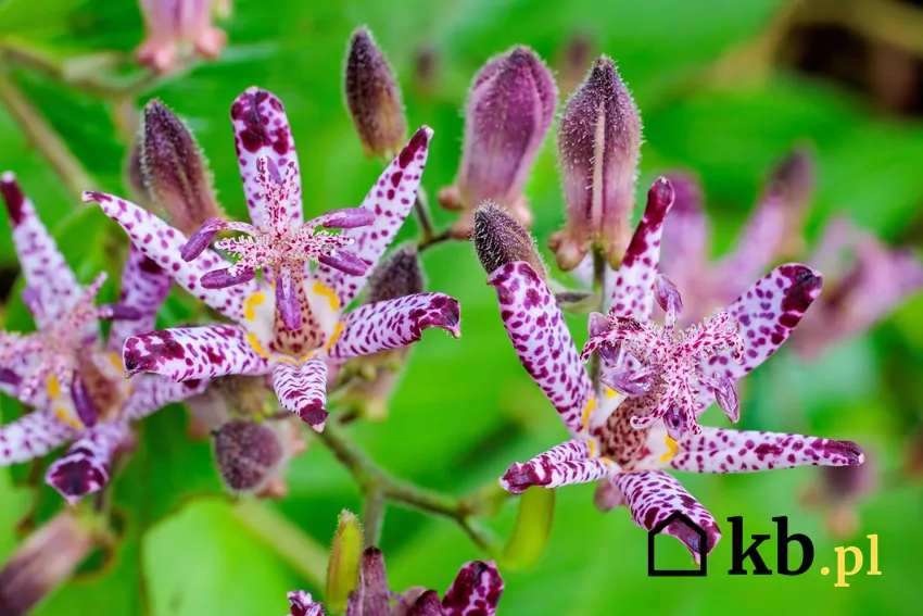 trójsklepka na zielonym tle