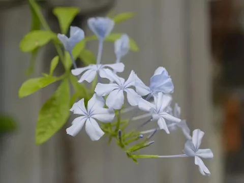 Ołownik uszkowaty w ogrodzie