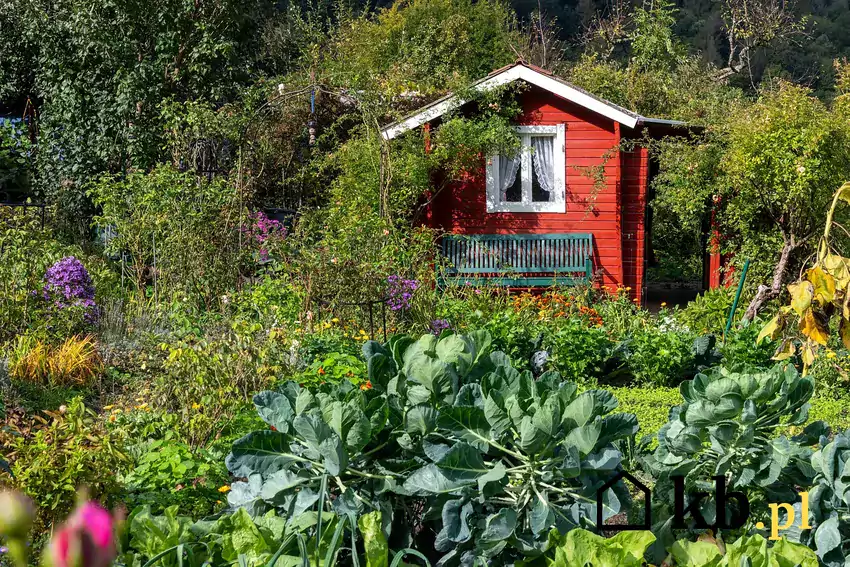 Zdjęcie przedstawiające czerwony, mały domek na działce pełnej zielonych roślin i kwiatów.