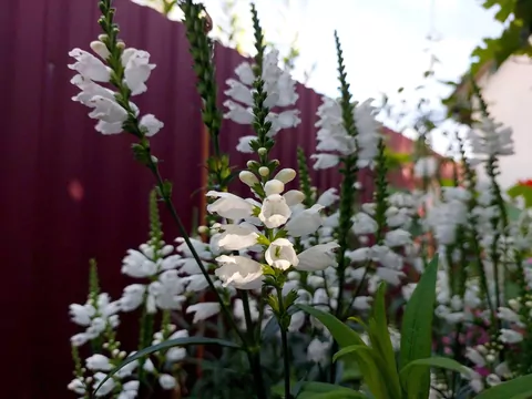 Odętka wirginijska w ogrodzie