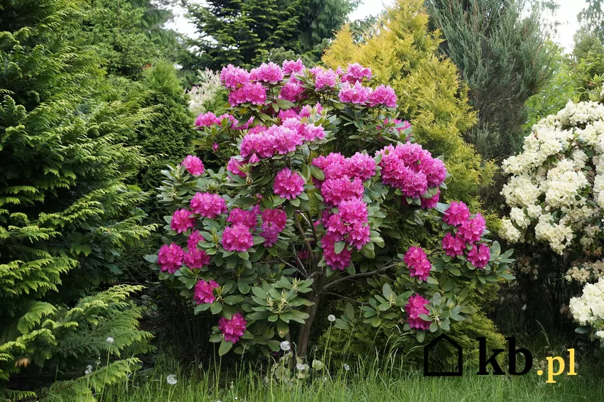 Rododendrony potrzebują kwaśnej gleby i ostrożnego nawożenia, aby zachować zdrowie i piękne kwiaty. rododendron w ogrodzie