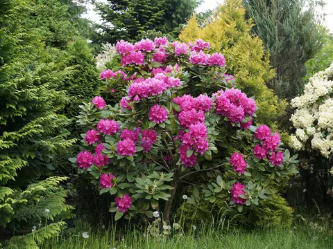 Podlewanie rododendronów zimą