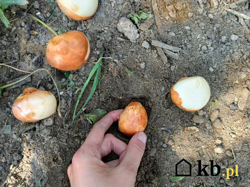 Sadzenie cebulek tulipanów