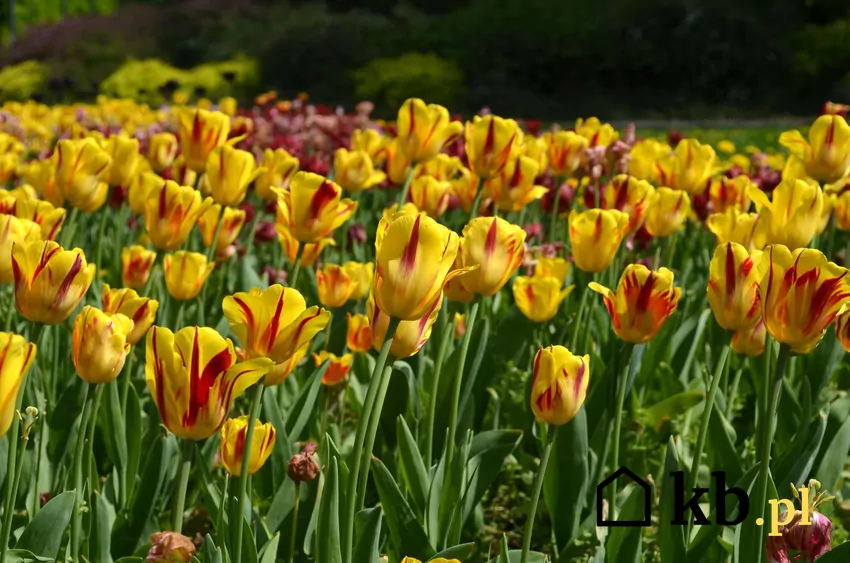 Żółte tulipany w ogrodzie