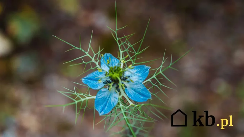 Niebieski kwiatuszek czarnuszki