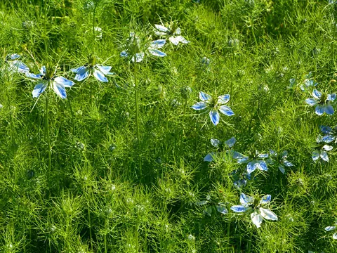 Czarnuszka damasceńska do ogrodu