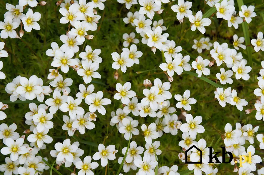 Skalnica tworzy gęste kobierce kwiatów i dobrze rośnie w słońcu lub półcieniu Skalnica o białych kwiatach w ogrodzie