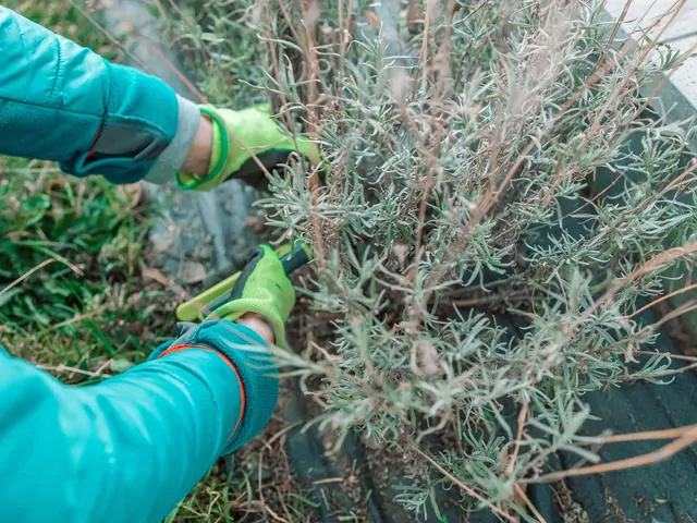 Nieodpowiednie przycinanie lawendy na zimę
