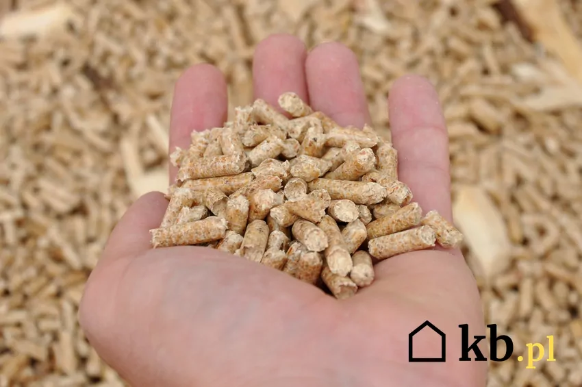 pellet drzewny w dłoni