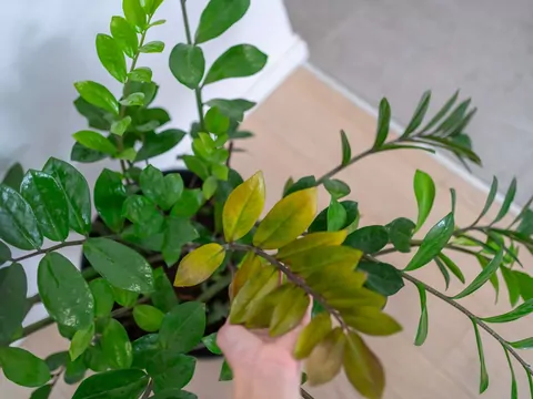 Cynamon do zamiokulkasa