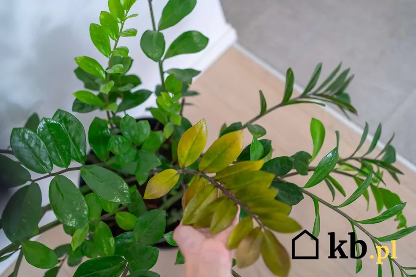 Zamiokulkas zamiolistny z żółtymi liśćmi