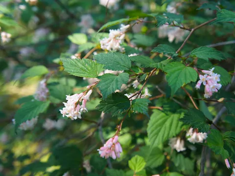 Neilia tybetańska w ogrodzie zamiast hortensji