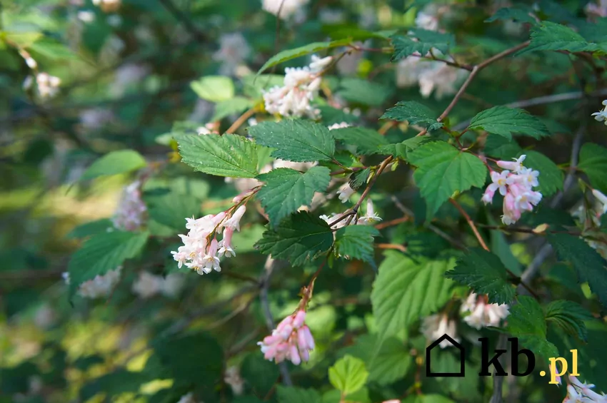 Neillia thibetica w czasie kwitnienia
