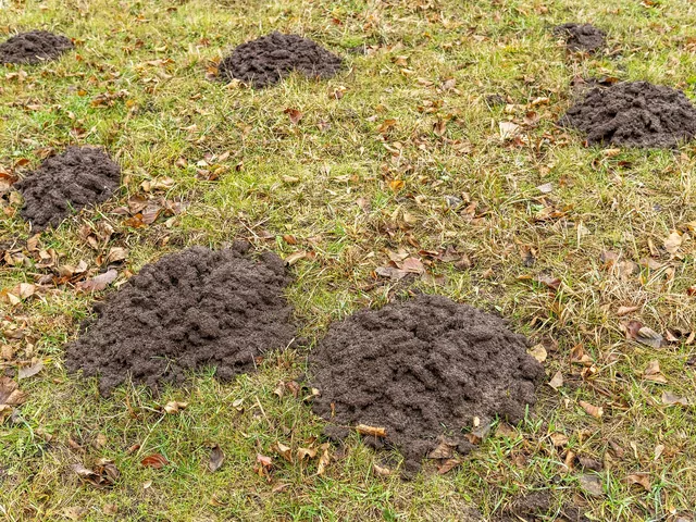 Pozbądź się kreta bez chemii