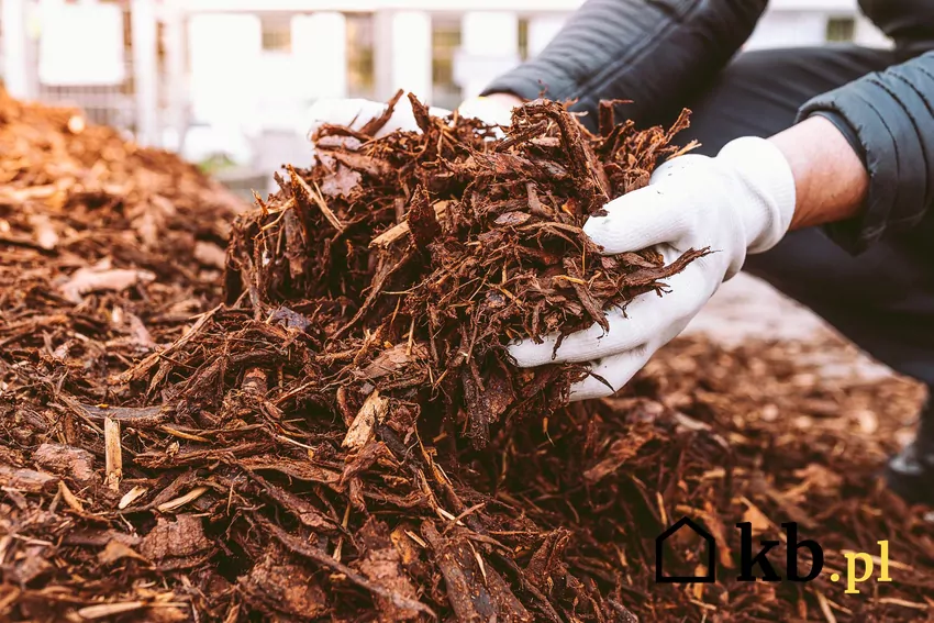 Liście tworzą naturalną barierę, która chroni korzenie przed wahaniami temperatur i zapobiega przemarzaniu Mulczowanie liści