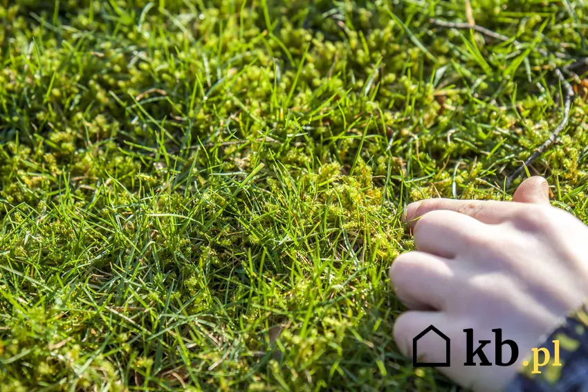 Mech w trawniku to bardzo duży problem. Zwalczanie mchu jest trudne i lepiej zrobić to jak najwcześniej. Zwalczanie mchu w trawniku i na kostce brukowej - sprawdzone sposoby